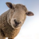 focus-photo-of-brown-sheep-under-blue-sky-227691 (1)