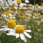 tilt-lens-photography-of-daisy-flower-682571